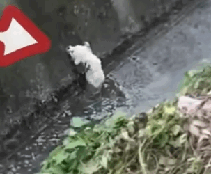 Part2 Animals Rescue #dogrescue #rescuedog #dogsofttiktok #foryoupage #foryou #dogs