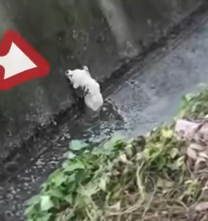 Part2 Animals Rescue #dogrescue #rescuedog #dogsofttiktok #foryoupage #foryou #dogs