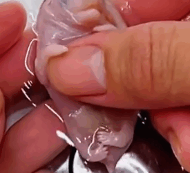 A small creature has lost its life, but I haven’t given up_part2