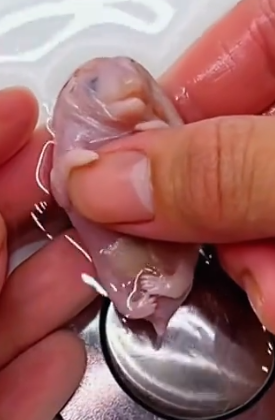 A small creature has lost its life, but I haven’t given up_part2