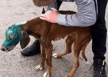 I hope there is someone out that that can give this poor dog a chance to experience love and kindness_part2