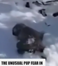 Part2.Animals Rescue #dogrescue #rescuedog #dogsofttiktok #foryoupage #foryou #dogs