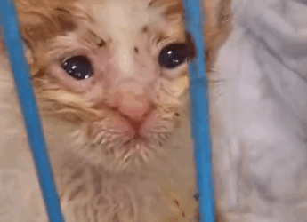 He’s the tiniest rescue yet😭💔 #fyp #foryou #kitten_part2