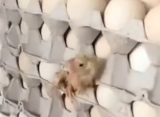 I saw a newly-hatched chick in the tray and then…#rescue #animals_part2