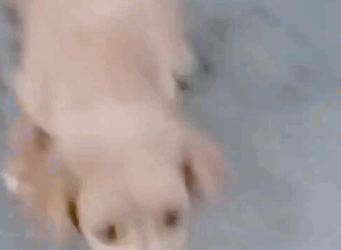 A Tiny Puppy Was Bleeding… What Happened Next Will Warm Your Heart 😢🐾💕_part2