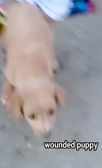 A Tiny Puppy Was Bleeding… What Happened Next Will Warm Your Heart 😢🐾💕_part2