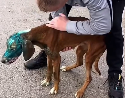 I hope there is someone out that that can give this poor dog a chance to experience love and kindness_part2