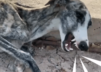 Dog Can’t Stop Crying — Until She Meets This Woman_part2