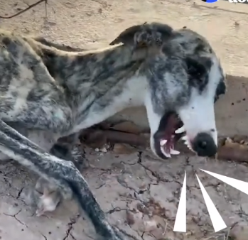 Dog Can’t Stop Crying — Until She Meets This Woman_part2