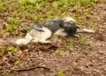 Gentle giant finds his will to live again after being dumped in the woods_part2