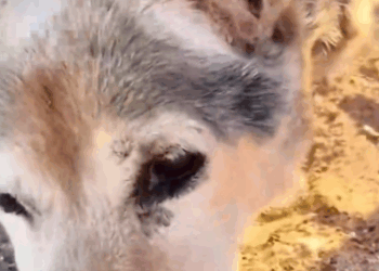 Part2 .Animals Rescue #dogrescue #rescuedog #dogsofttiktok #foryoupage #foryou #dogs