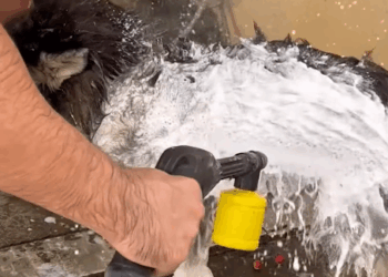 Doggy hates having to take a bath 🐕🧼_part2