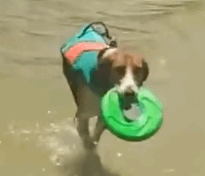 Dog with no hind limbs has beach fun 🐶_part2
