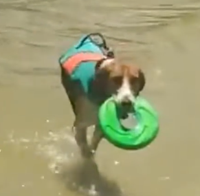 Dog with no hind limbs has beach fun 🐶_part2