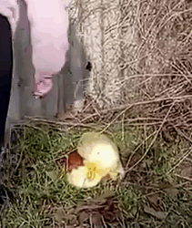 Part2 Animals Rescue #dogrescue #rescuedog #dogsofttiktok #foryoupage #foryou #dogs