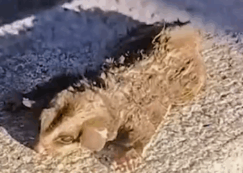 Part2 Animals Rescue #dogrescue #rescuedog #dogsofttiktok #foryoupage #foryou #dogs