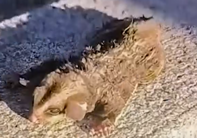 Part2 Animals Rescue #dogrescue #rescuedog #dogsofttiktok #foryoupage #foryou #dogs