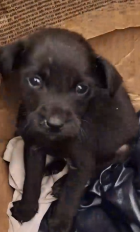 Part2 Animals Rescue #dogrescue #rescuedog #dogsofttiktok #foryoupage #foryou #dogs