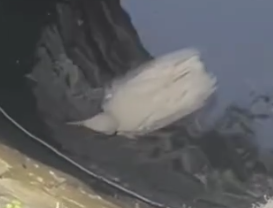 Dramatic Rescue Farmer Saves Drowning Egret from Deep Well and Adopts It_part2