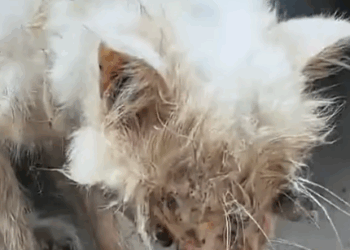 Part2 Animals Rescue #dogrescue #rescuedog #dogsofttiktok #foryoupage #foryou #dogs