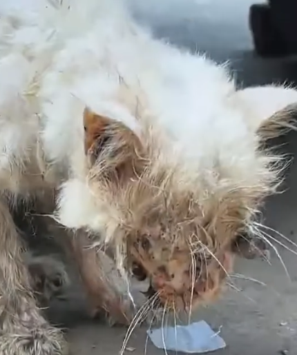 Part2 Animals Rescue #dogrescue #rescuedog #dogsofttiktok #foryoupage #foryou #dogs