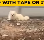 Bound and helpless, this puppy’s mouth and leg were taped—rescued just in time.  #rescuedog_part2