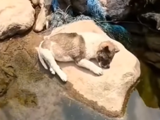 At first, I thought he was gone_part2