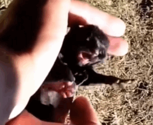 Adopted this little black kitten in the forest_part2