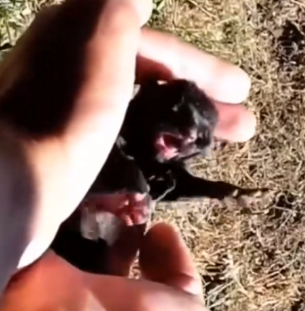 Adopted this little black kitten in the forest_part2