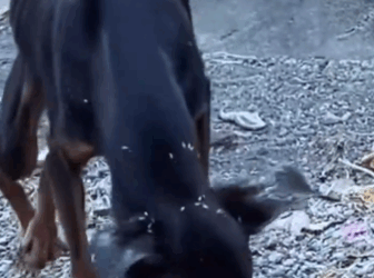 Part2 Animals Rescue #dogrescue #rescuedog #dogsofttiktok #foryoupage #foryou #dogs