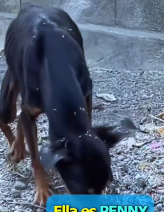 Part2 Animals Rescue #dogrescue #rescuedog #dogsofttiktok #foryoupage #foryou #dogs