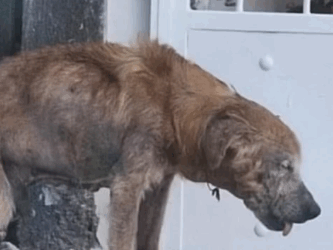 Part2 Animals Rescue #dogrescue #rescuedog #dogsofttiktok #foryoupage #foryou #dogs