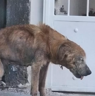 Part2 Animals Rescue #dogrescue #rescuedog #dogsofttiktok #foryoupage #foryou #dogs