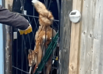 An animal’s fragile body giving up slowly_part2