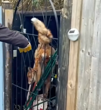 An animal’s fragile body giving up slowly_part2