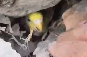 Animal discovered lying motionless, clinging to life_part2