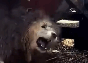 Part2 Animals Rescue #dogrescue #rescuedog #dogsofttiktok #foryoupage #foryou #dogs