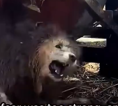 Part2 Animals Rescue #dogrescue #rescuedog #dogsofttiktok #foryoupage #foryou #dogs