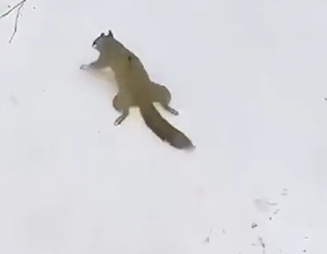 A family rescued a squirrel fell down from tree #squirrel_part2