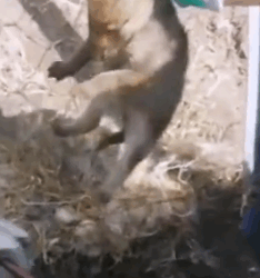 I don’t think I have a wolf in my house #rescue #animals #animalsoftiktok #rescueanimals #wolf #wolfdog_part2