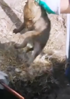 I don’t think I have a wolf in my house #rescue #animals #animalsoftiktok #rescueanimals #wolf #wolfdog_part2