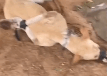 Dog Savior rescuing featured by_part2