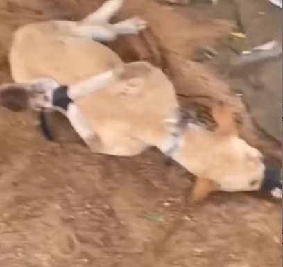 Dog Savior rescuing featured by_part2