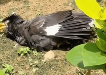 INVISIBLE KILLER CAUGHT Boy & Mom SEWED Wings animals #rescue_part2