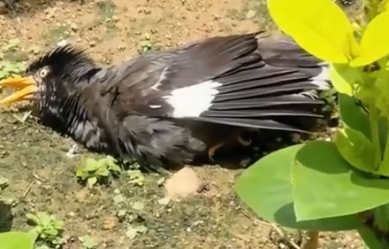 INVISIBLE KILLER CAUGHT Boy & Mom SEWED Wings animals #rescue_part2