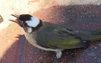 I tried to cool down this beat-stroked Chinese bulbul and then…#rescue #animals #_part2