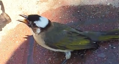 I tried to cool down this beat-stroked Chinese bulbul and then…#rescue #animals #_part2