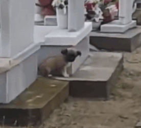 All Alone… This Tiny Puppy Had No One Until I Found Her 🐶_part2