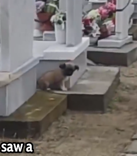 All Alone… This Tiny Puppy Had No One Until I Found Her 🐶_part2