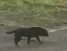 Part2.Animals Rescue #dogrescue #rescuedog #dogsofttiktok #foryoupage #foryou #dogs